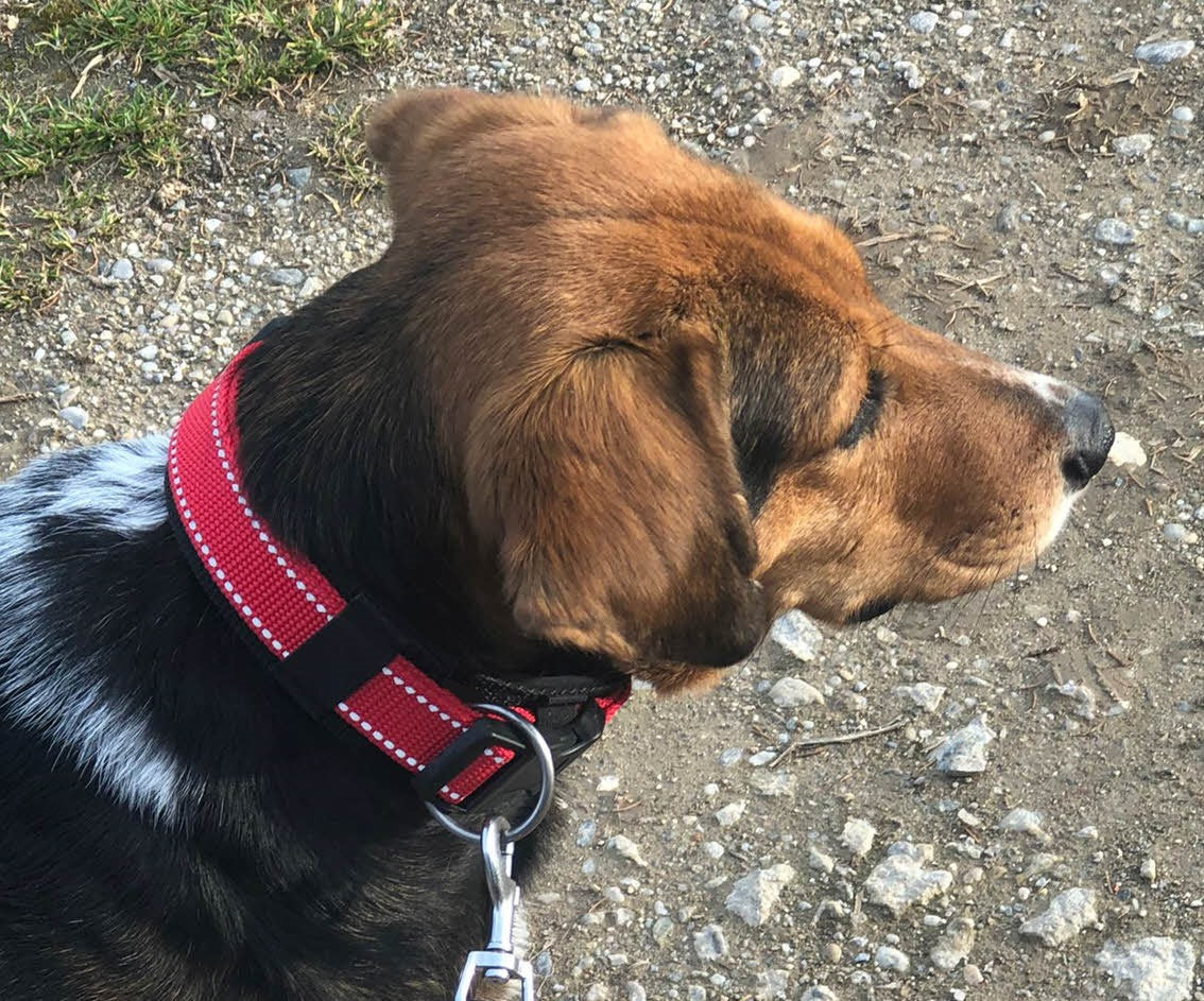 Reflektor-Hundehalsband extra-breit neopren-polster