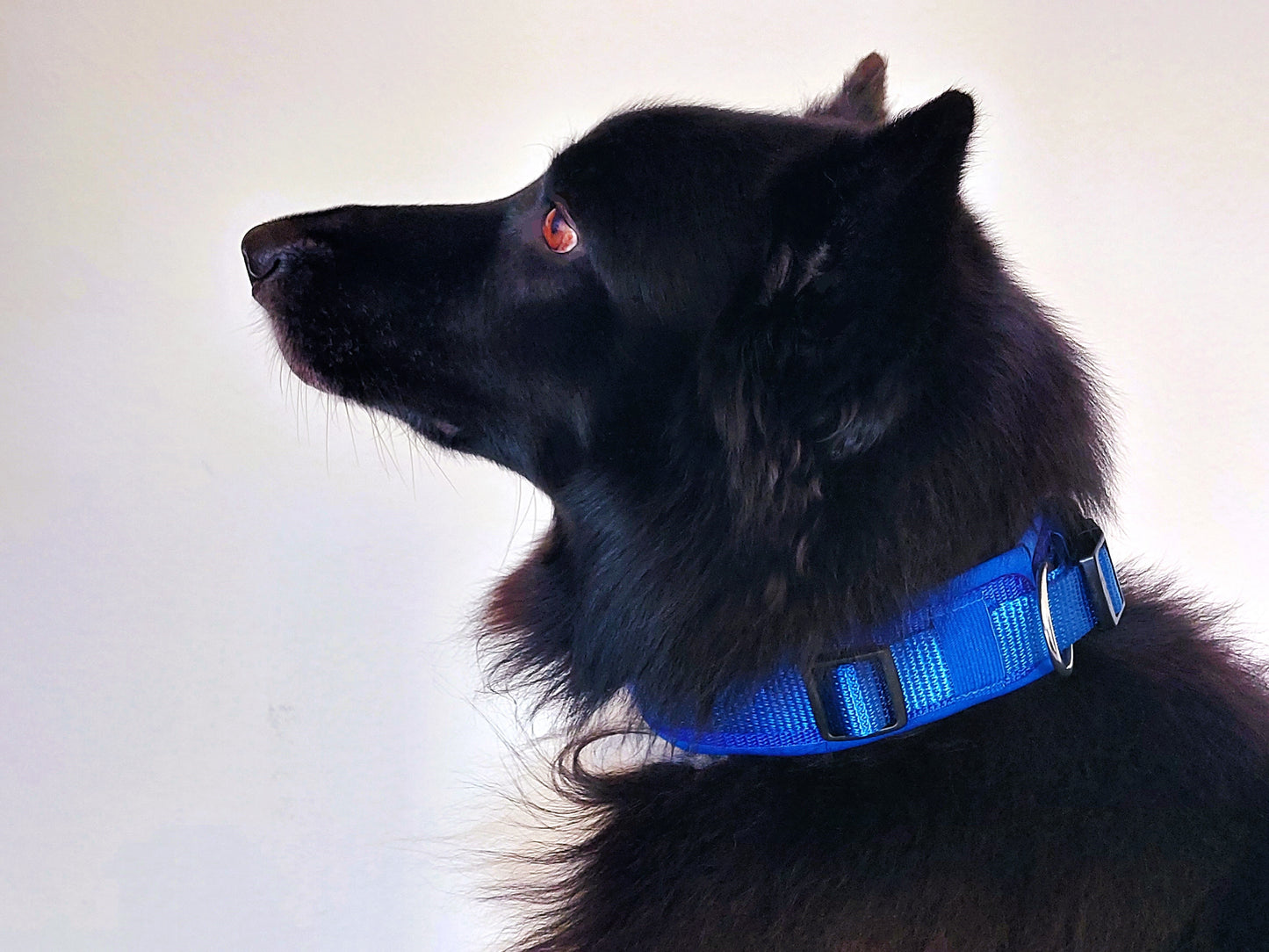 hundehalsband extra-breit neopren-polster einfarbig blau