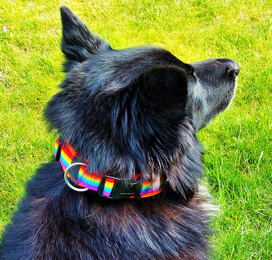 Hundehalsband-extra-breit-neoprenpolster-regenbogen-auf-schwarz