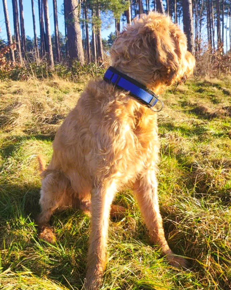 hundehalsband extra-breit neopren-polster blau-schwarz