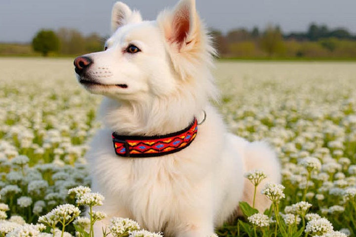 hundehalsband extra-breit neopren-polster bunt mexikanisch