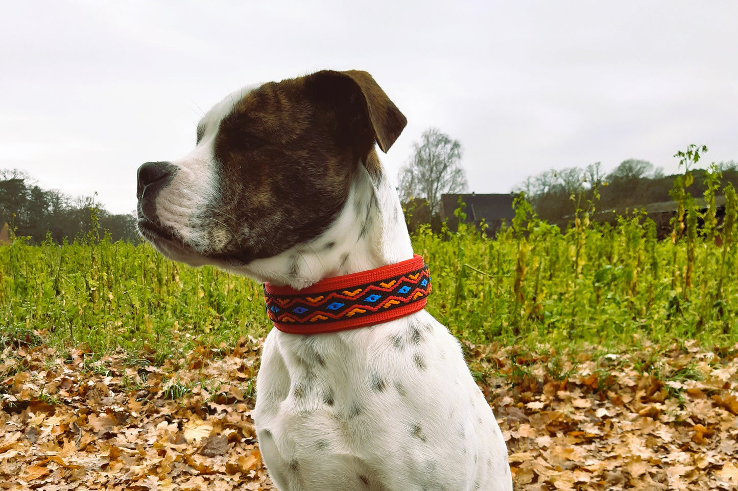 hundehalsband extra-breit neopren-polster bunt mexikanisch