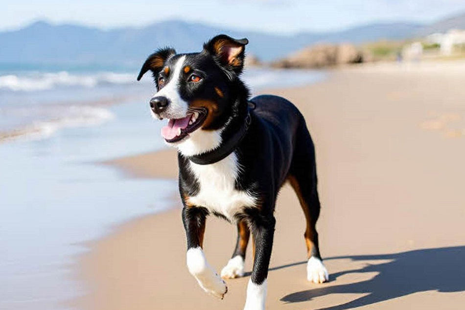 Hundehalsband Extra-Breit mit Neopren-Polster Schwarz