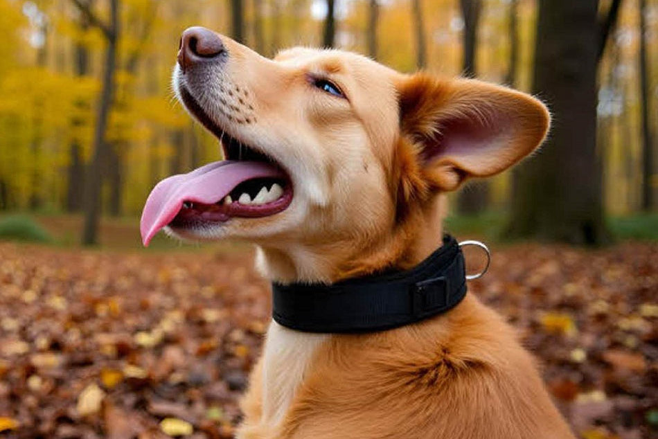 Hundehalsband Extra-Breit mit Neopren-Polster Schwarz