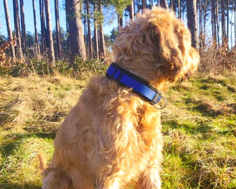 hundehalsband extra-breit neopren-polster blau-schwarz