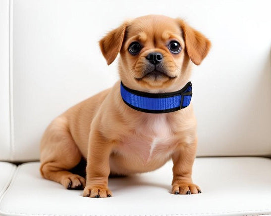 hundehalsband extra-breit neopren-polster blau-schwarz