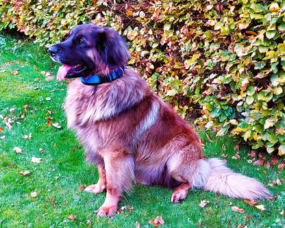 hundehalsband extra-breit neopren-polster blau-schwarz