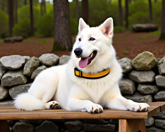 Hundehalsband Extra-Breit Weich Neopren polster gelb schwarz