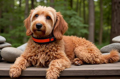 hundehalsband extra breit neopren polster orange schwarz