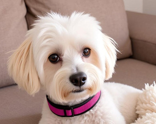 Hundehalsband breit neopren-polster weich pink schwarz 