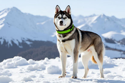 Hundehalsband Extra-Breit Weich neopren-Polster grün schwarz