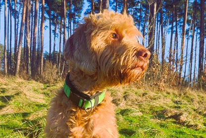 Hundehalsband Extra-Breit Weich neopren-Polster grün schwarz