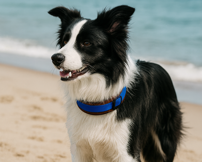 Hundehalsband Extra-Breit Weich neopren-Polster blau braun