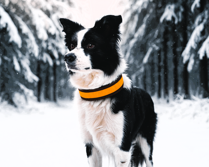 Hundehalsband Extra-Breit Weich neopren-Polster gelb braun