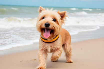 Hundehalsband Extra-Breit Weich neopren-Polster gelb braun