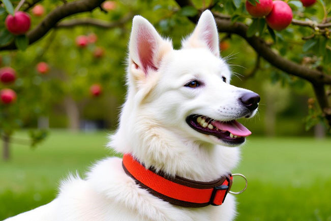 Hundehalsband Extra-Breit Weich neopren-Polster orange braun