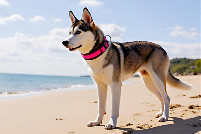 Hundehalsband Extra-Breit Weich neopren-Polster pink braun