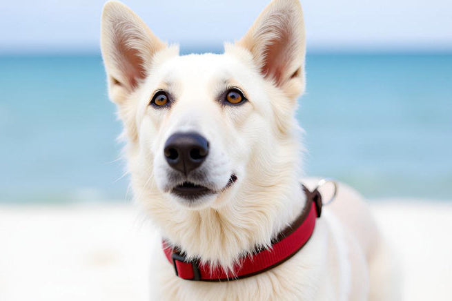 Hundehalsband Extra-Breit Weich neopren-Polster weinrot bordeaux braun