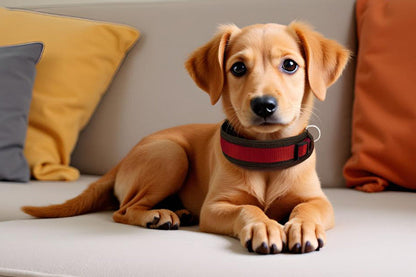 Hundehalsband Extra-Breit Weich neopren-Polster weinrot bordeaux braun