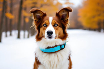 Hundehalsband Extra-Breit Weich neopren-Polster himmelblau braun