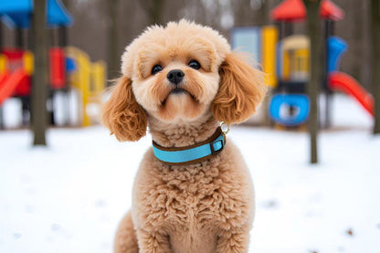 Hundehalsband Extra-Breit Weich neopren-Polster himmelblau braun