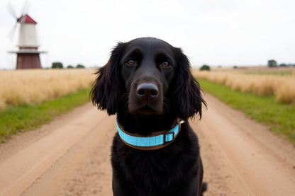 Hundehalsband Extra-Breit Weich neopren-Polster himmelblau braun