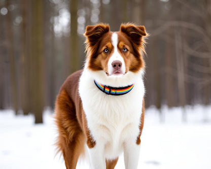 Regenbogen hundehalsband breit weich neopren-polster schwarz