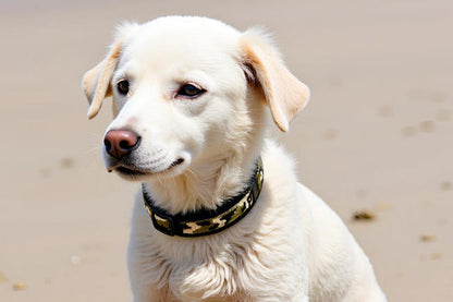 hundehalsband-extra-breit-neopren-polster-khaki-camouflage