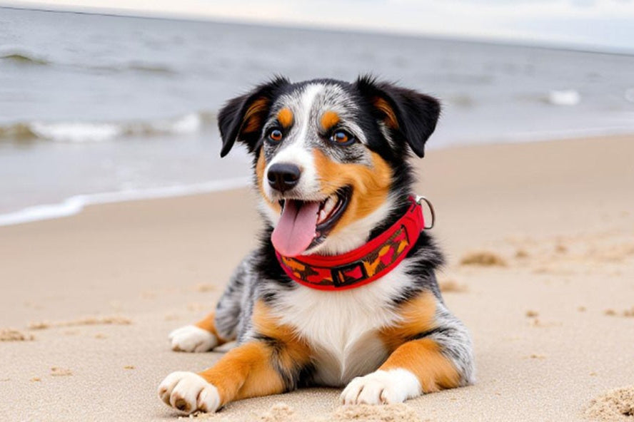 Hundehalsband-extra-breit-neopren-polster-dunkelbraun-orange-rot-auf-rot-camouflage