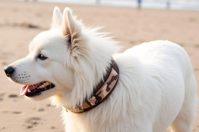 Hundehalsband-extra-breit-neopren-polster-braun-creme-auf-braun-camouflage