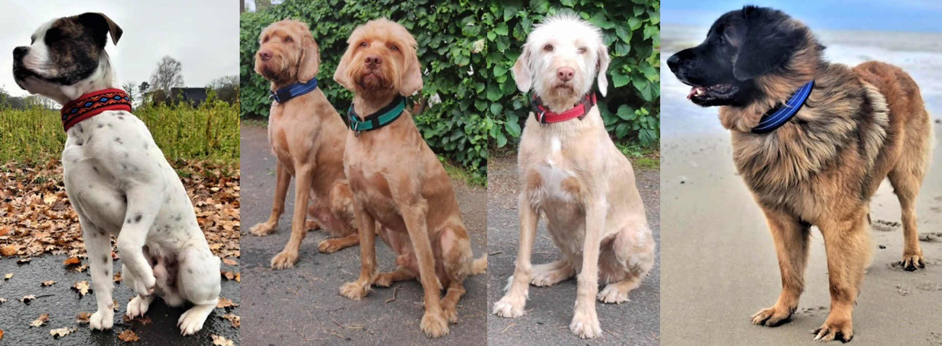 hundehalsband extra-breit neopren-polster bunt einfarbig reflektor zweifarbig regenbogen deutschland camouflage pfötchen
