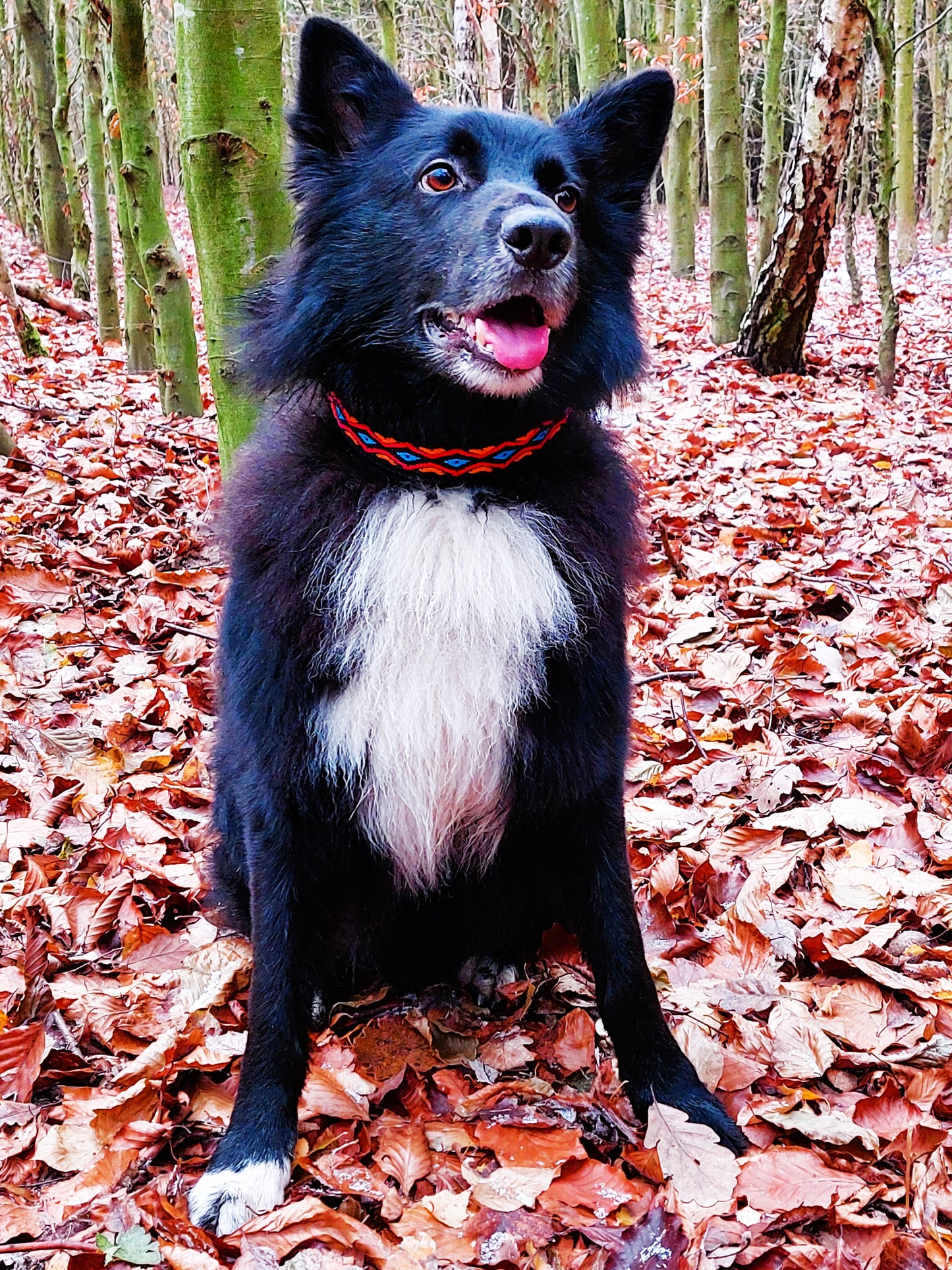 hundehalsband extra-breit neopren-polster bunt mexikanisch