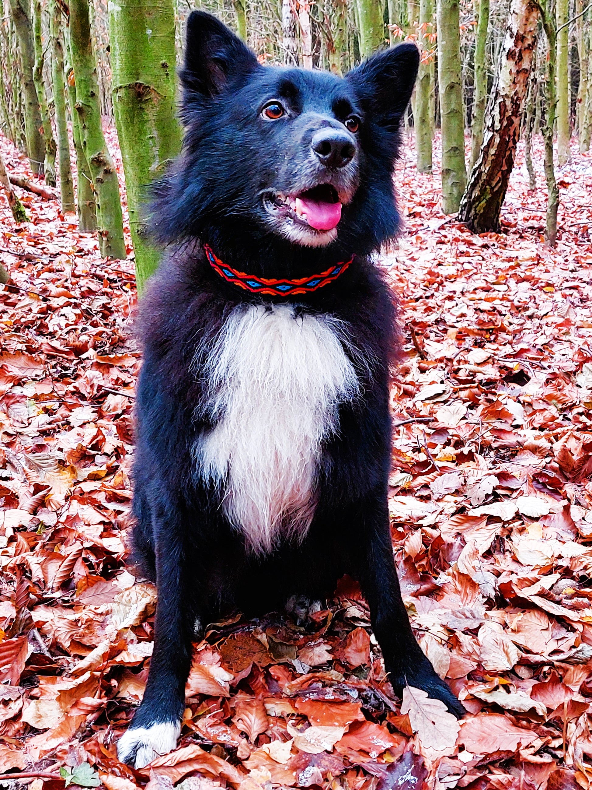 hundehalsband extra-breit neopren-polster bunt mexikanisch