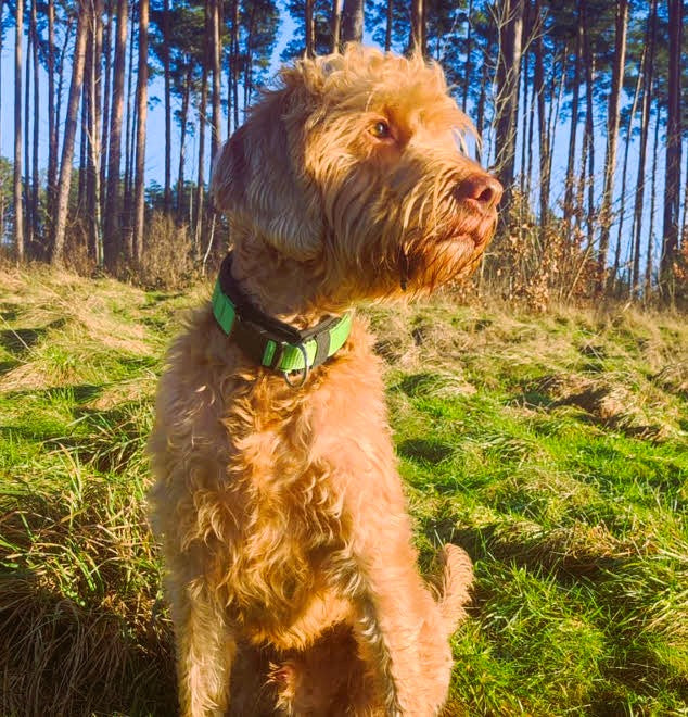 Hundehalsband extra-breit mit Neopren-Polster grün auf schwarz