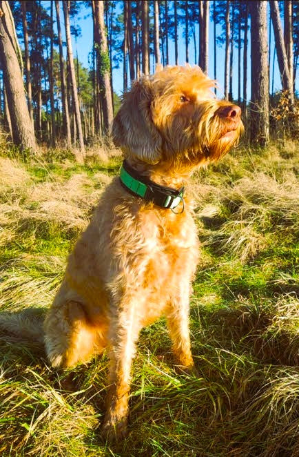 Hundehalsband extra-breit mit Neopren-Polster grün auf schwarz