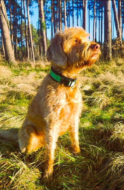 Hundehalsband extra-breit mit Neopren-Polster grün auf schwarz