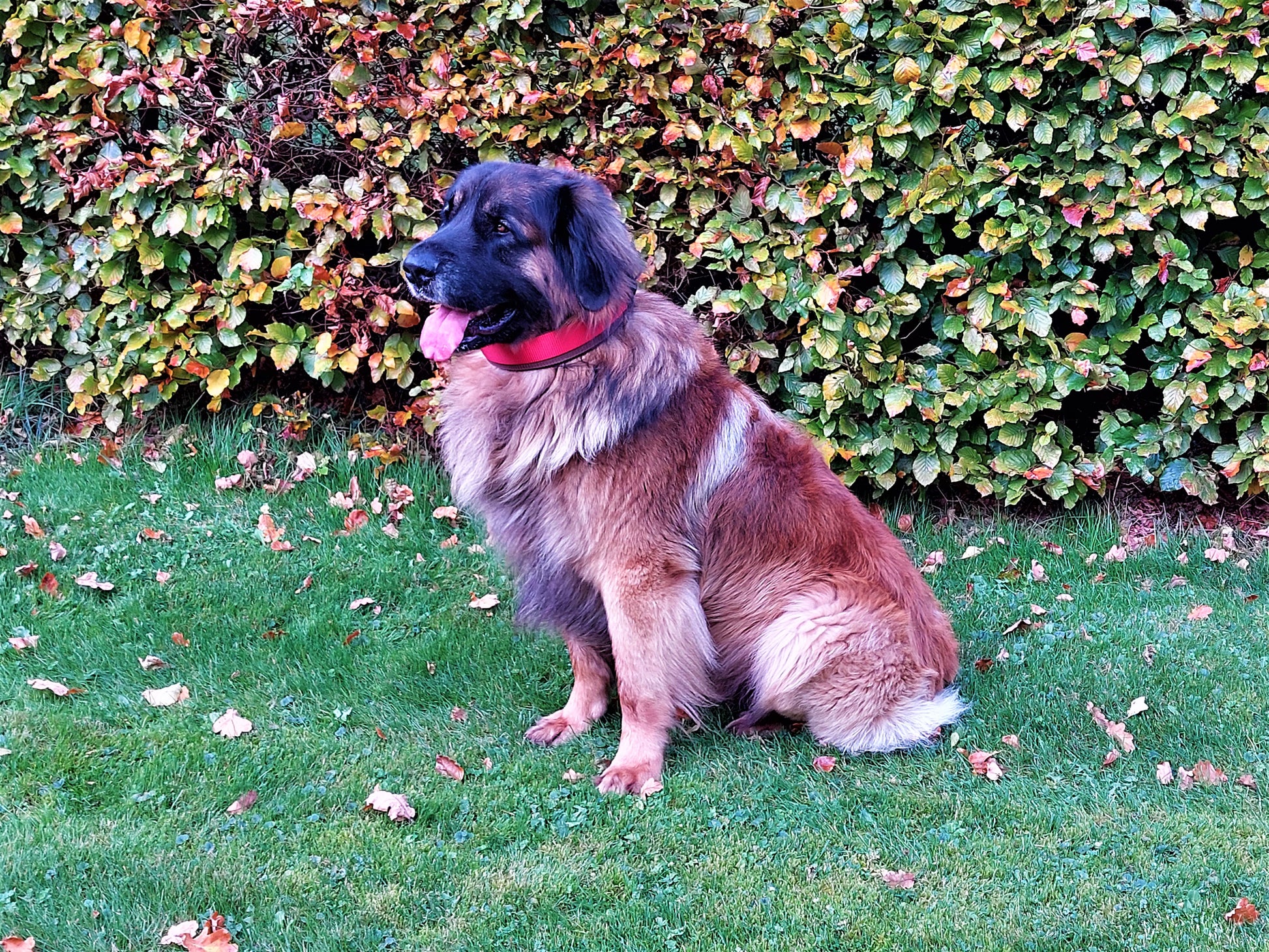 hundehalsband extra-breit neopren-polster zweifarbig