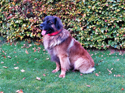 hundehalsband extra-breit neopren-polster zweifarbig