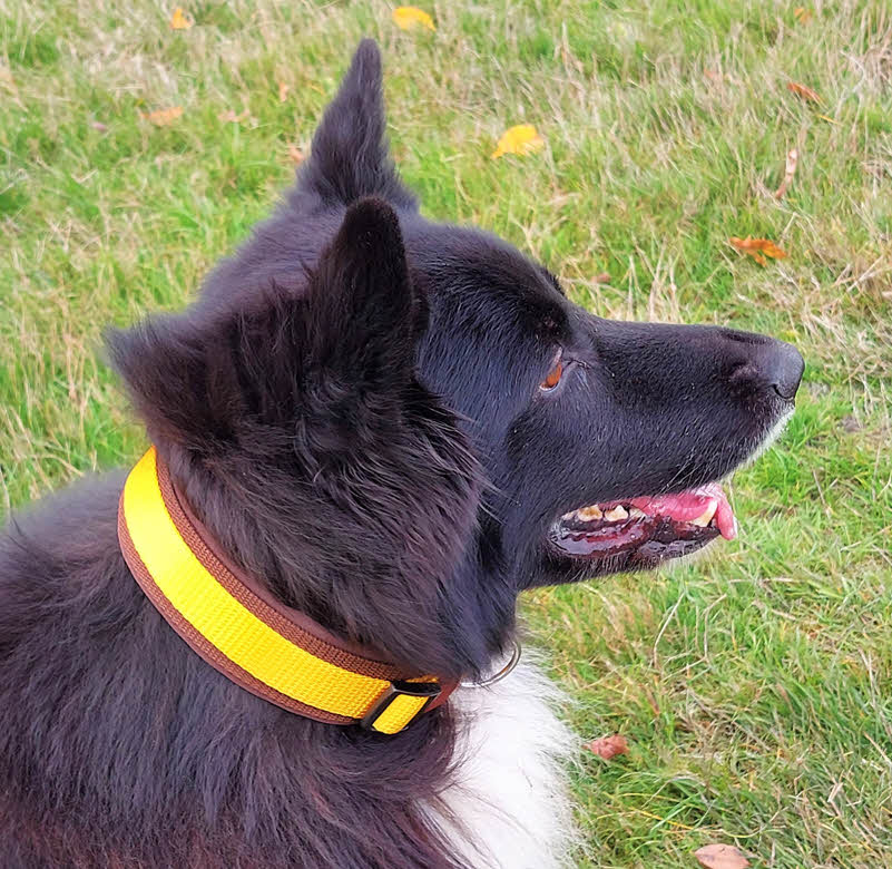 hundehalsband extra-breit neopren-polster zweifarbig