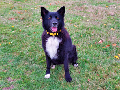 hundehalsband extra-breit neopren-polster zweifarbig