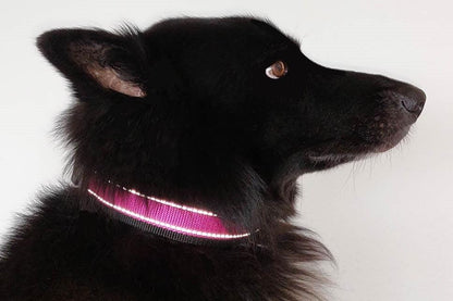 Reflektor-Hundehalsband extra-breit neopren-polster 