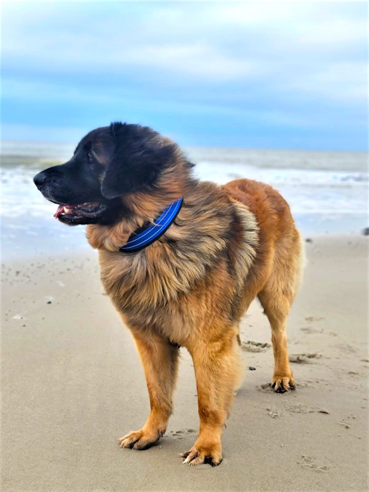 Reflektor-Hundehalsband extra-breit neopren-polster 