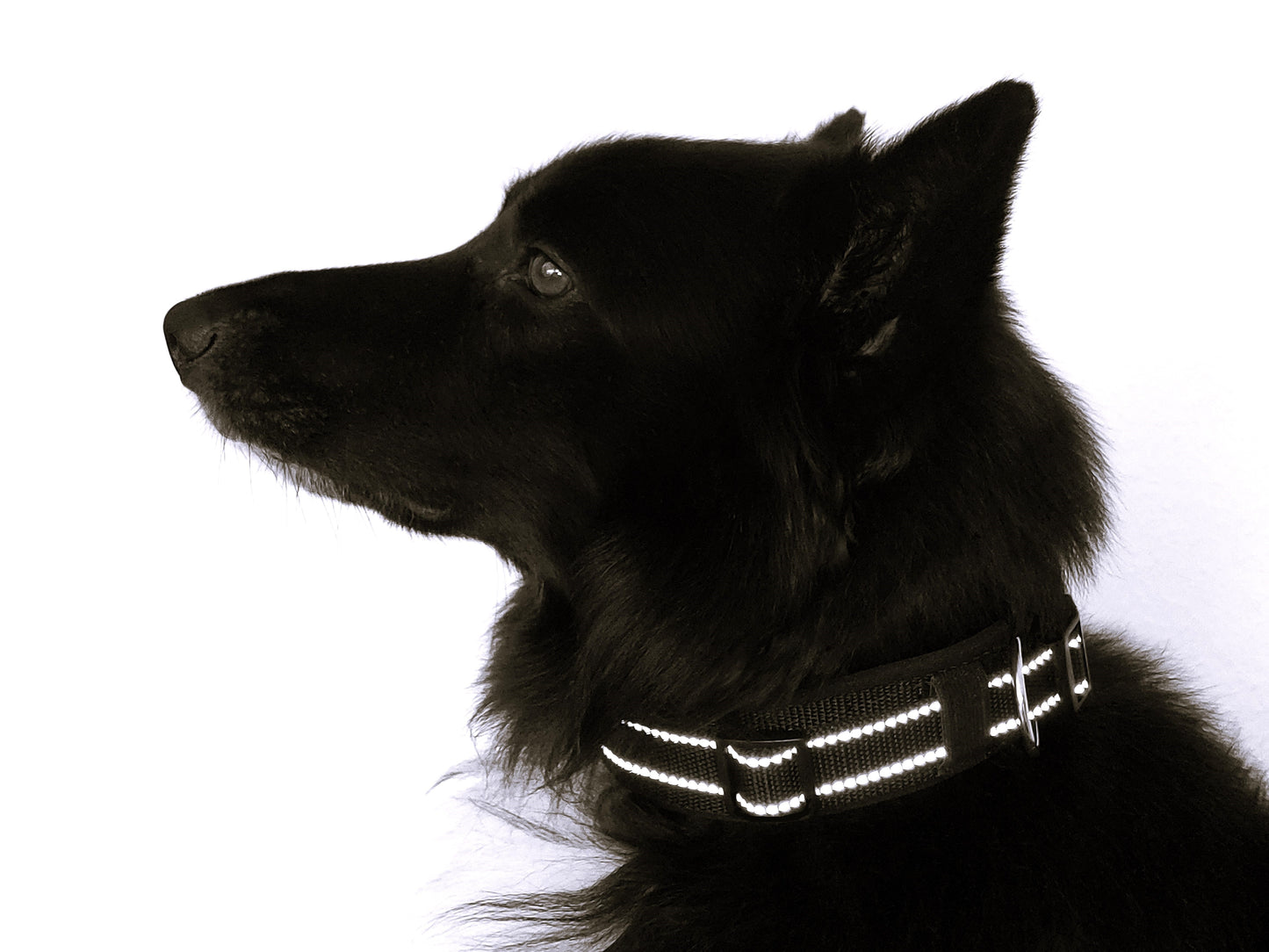Reflektor-Hundehalsband extra-breit neopren-polster 