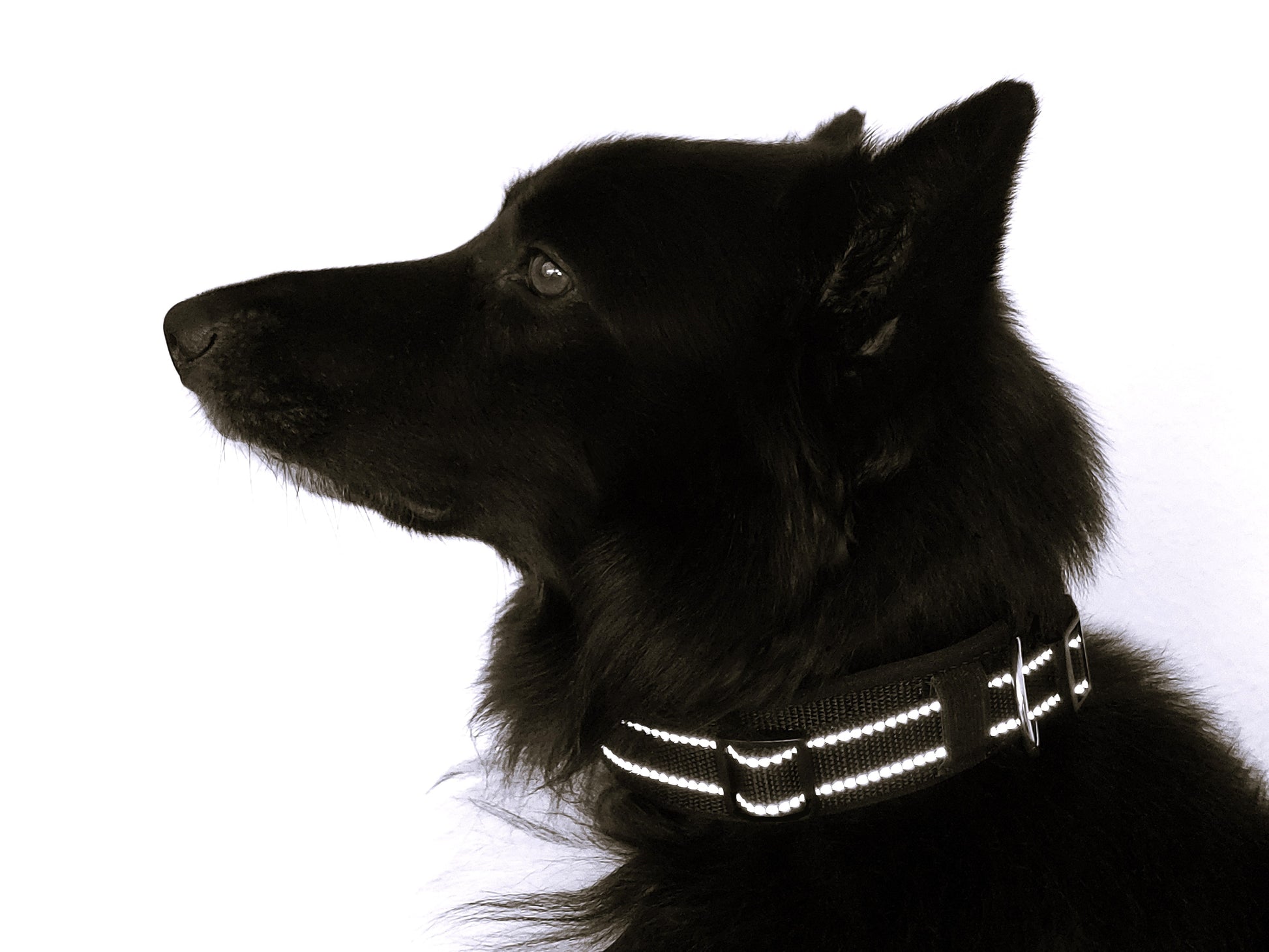 Reflektor-Hundehalsband extra-breit neopren-polster 