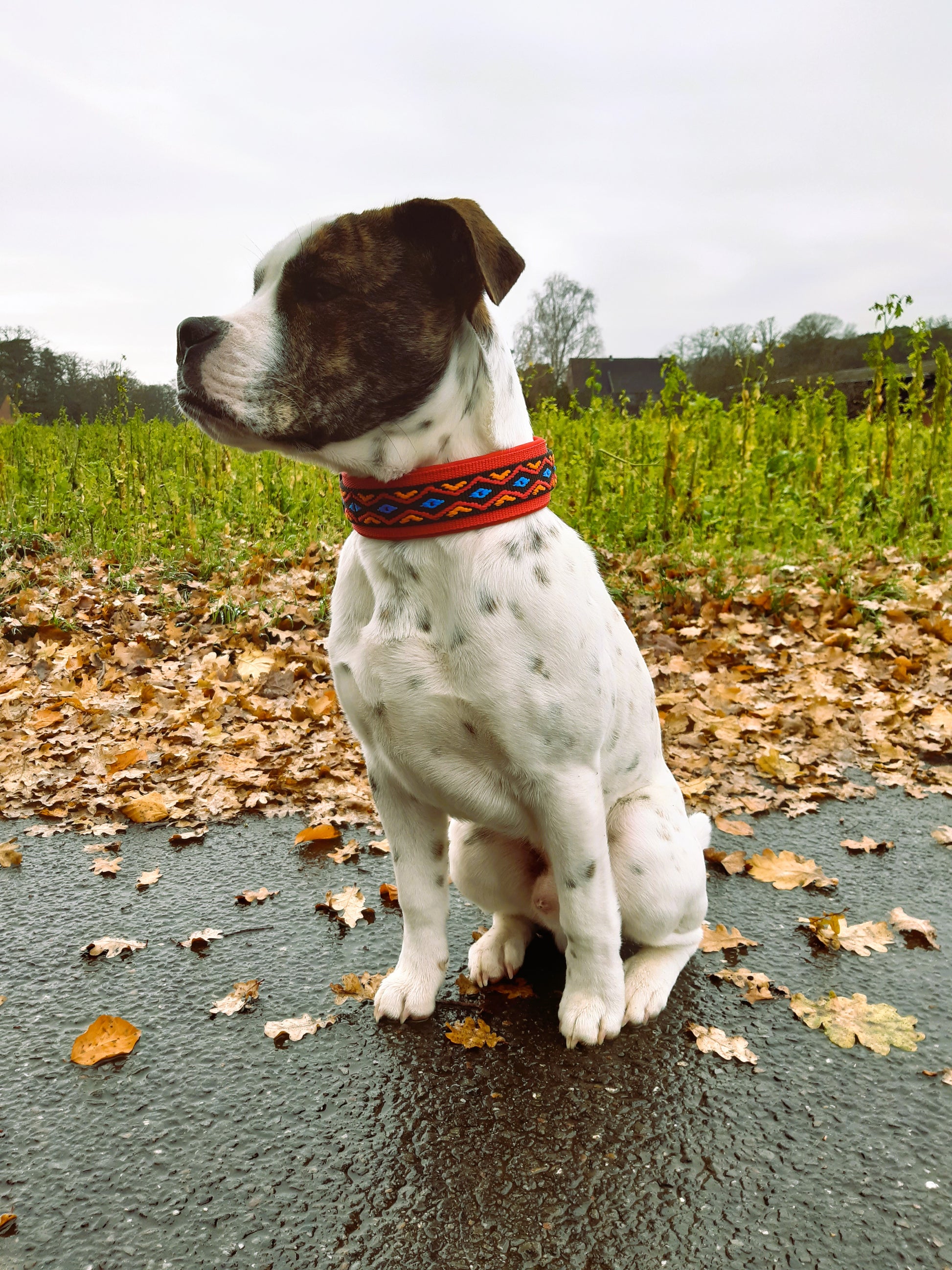 hundehalsband extra-breit neopren-polster bunt mexikanisch