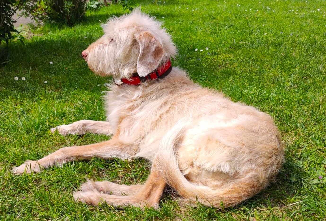Reflektor-Hundehalsband extra-breit neopren-polster 
