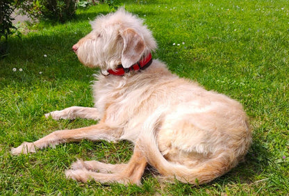 Reflektor-Hundehalsband extra-breit neopren-polster 