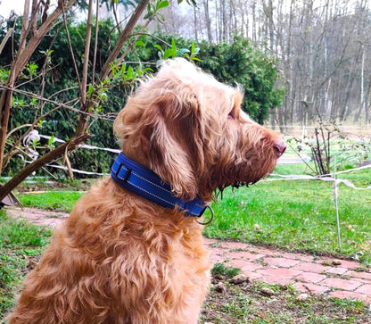 Reflektor-Hundehalsband extra-breit neopren-polster 