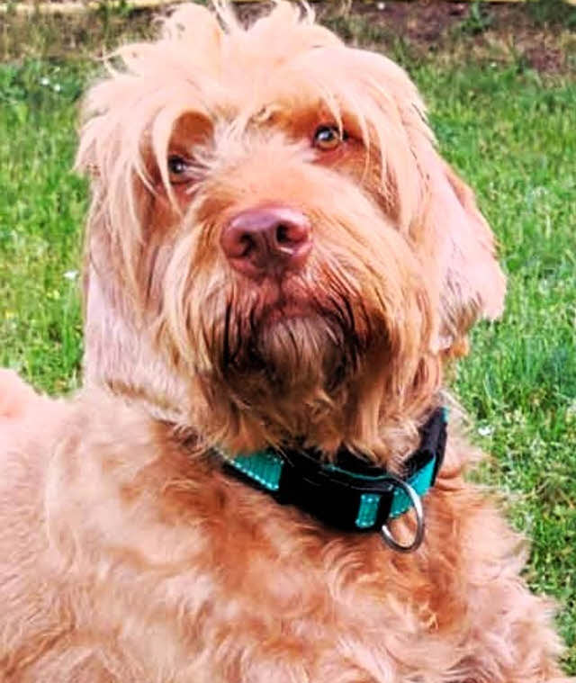 Reflektor-Hundehalsband extra-breit neopren-polster 