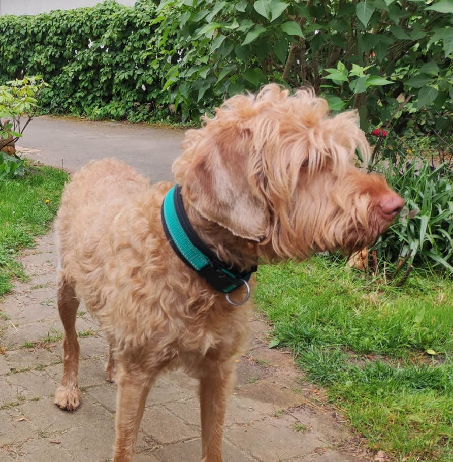 Reflektor-Hundehalsband extra-breit neopren-polster 